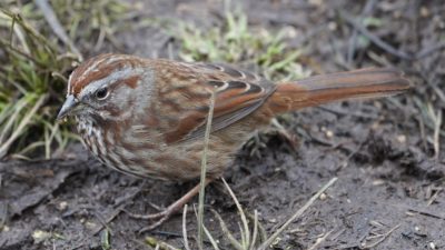 Song Sparrow