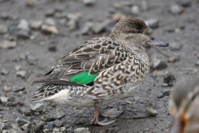 Green-winged Teal