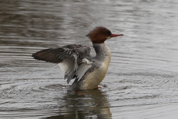 Common Merganser