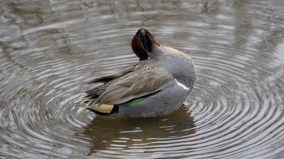 Green-winged Teal