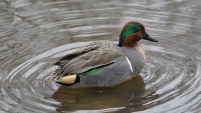 Green-winged Teal