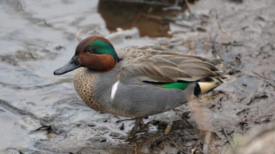 Green-winged Teal