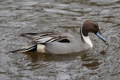 Northern Pintail