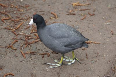 American Coot walking