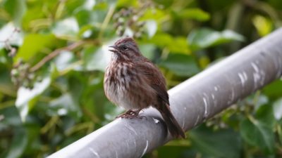 Song Sparrow