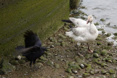 Snow Goose and crow