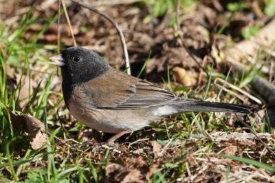 Dark-eyed junco