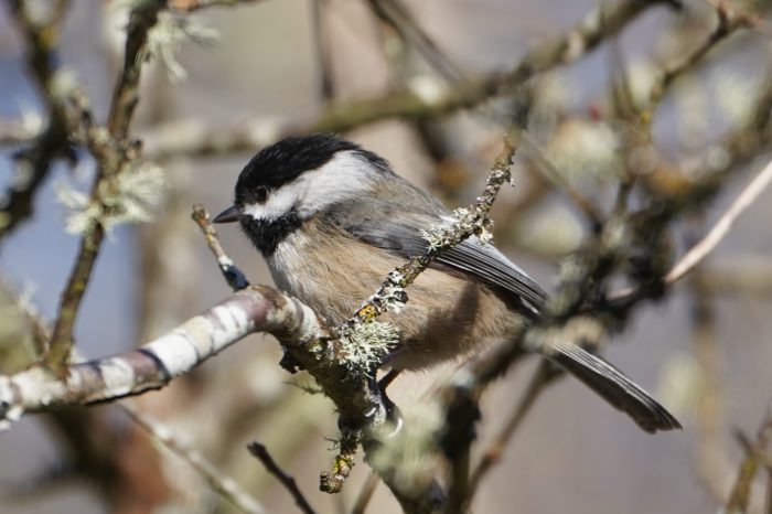 Black-capped chickadee