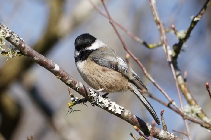 Black-capped chickadee