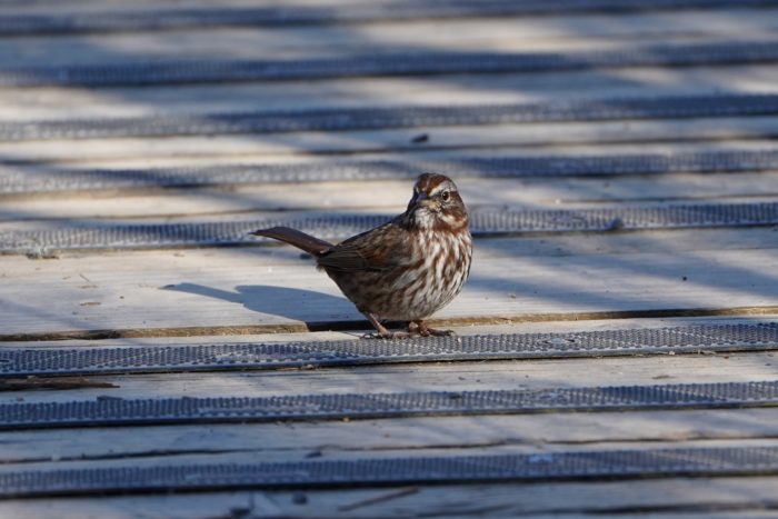 Song Sparrow