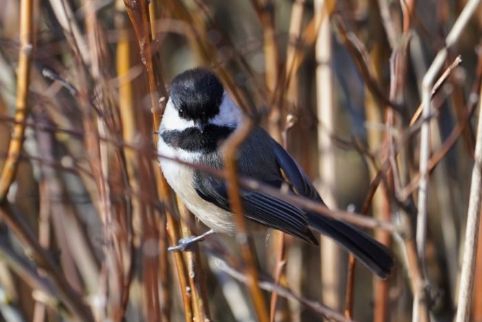 Black-capped chickadee