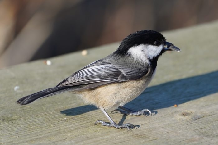 Black-capped chickadee