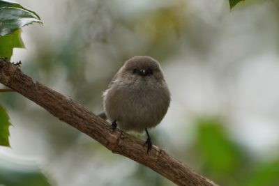 Bushtit