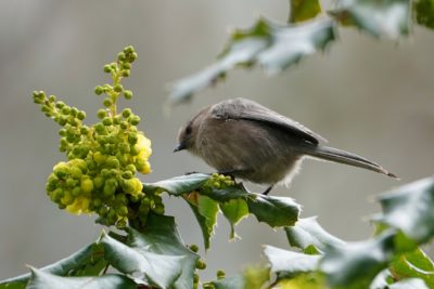 Bushtit