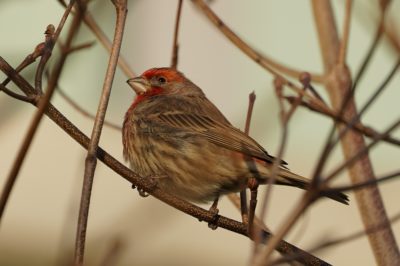 House Finch