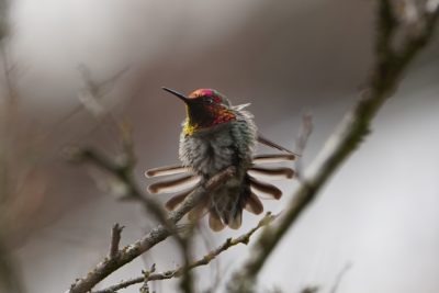 Anna's hummingbird