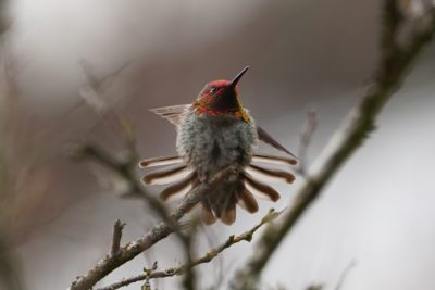 Anna's hummingbird