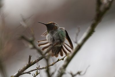 Anna's hummingbird