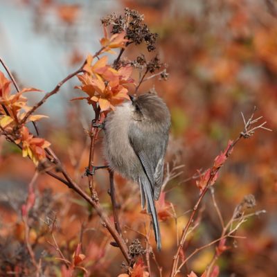 Bushtit