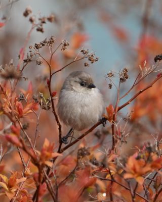 Bushtit