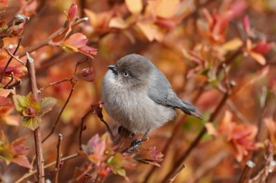 Bushtit