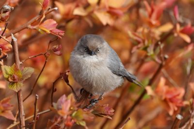 Bushtit