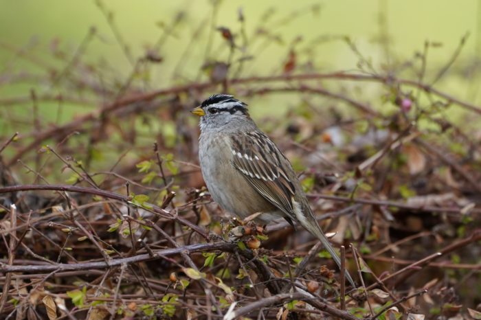 White-crowned Sparrow