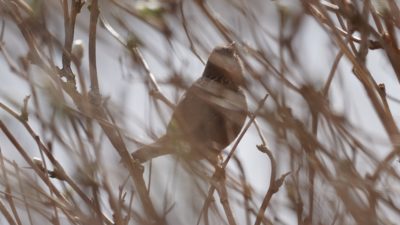 Marsh Wren