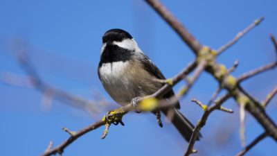 Black-capped Chickadee