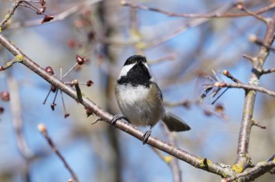 Black-capped Chickadee