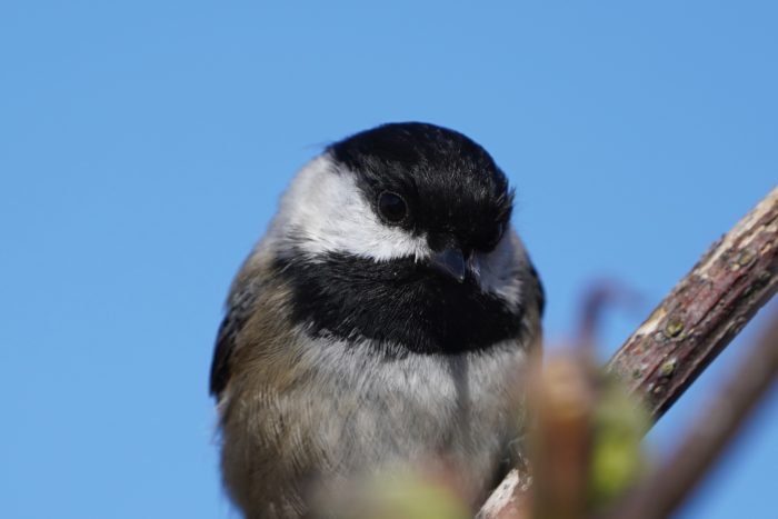 Black-capped Chickadee