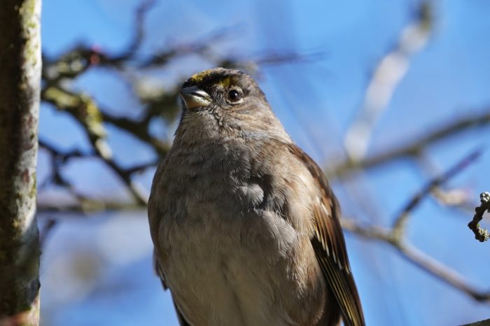 Golden-crowned Sparrow