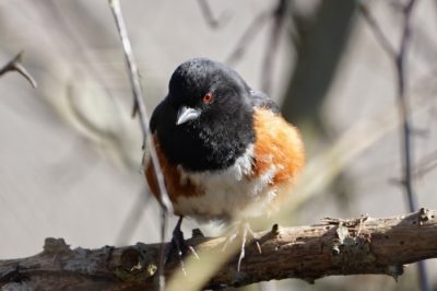 Spotted Towhee