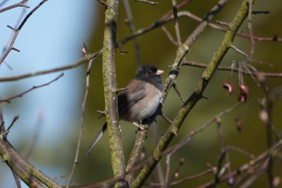 Dark-eyed Junco