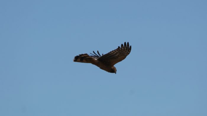 Northern Harrier