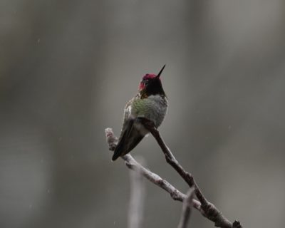 Anna's Hummingbird