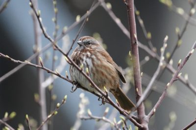 Song Sparrow