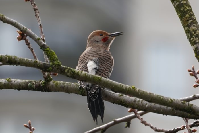 Northern Flicker