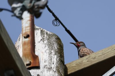 Northern Flicker