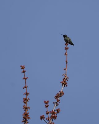 Anna's Hummingbird