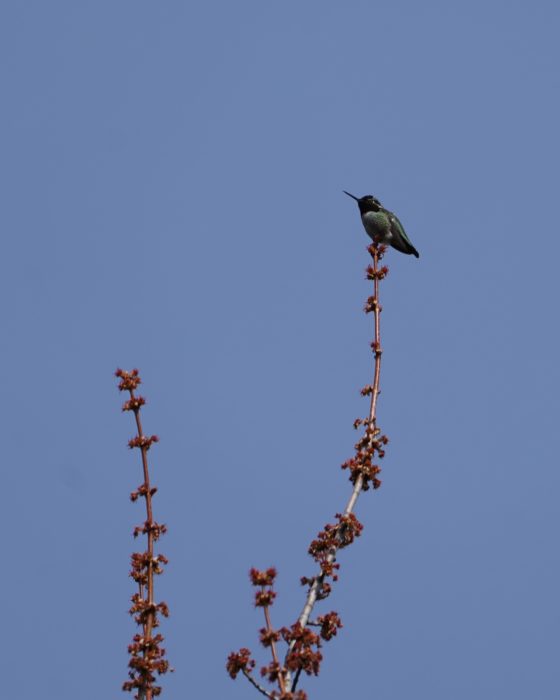 Anna's Hummingbird