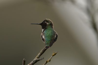 Anna's Hummingbird