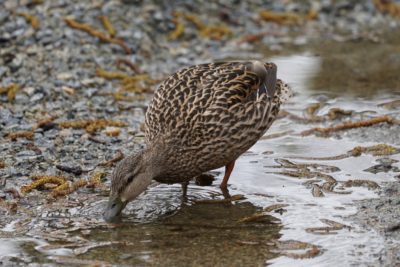 Female Mallard