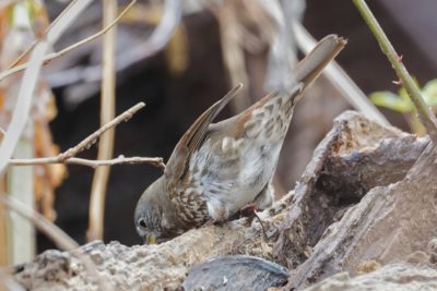 Fox Sparrow