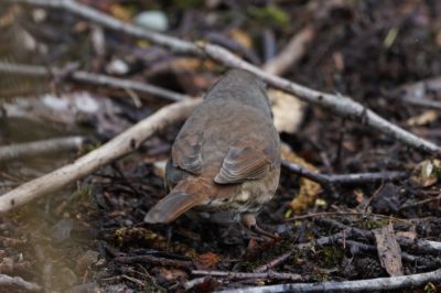 Fox Sparrow