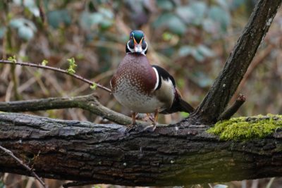 Wood Duck male