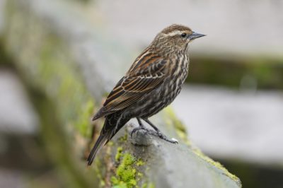 Red-winged blackbird