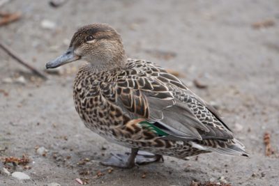 Green-winged Teal female