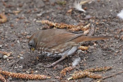 Fox Sparrow