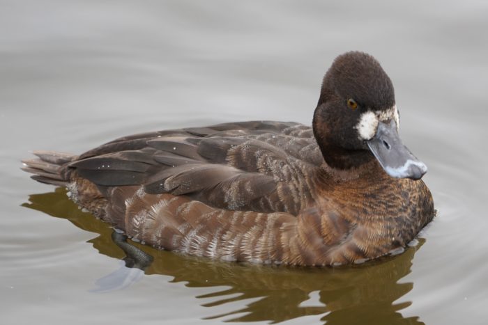 Lesser Scaup female